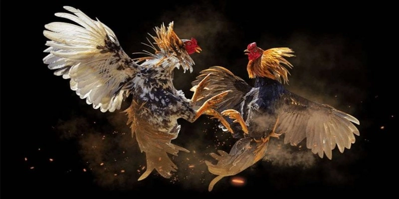 Tìm hiểu về kèo đá gà